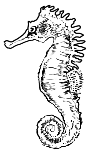 a drawing of a seahorse